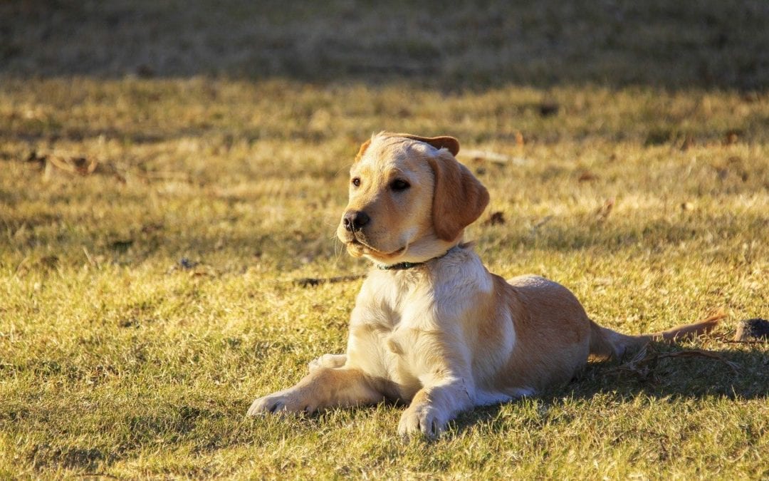 dog-5632005_1280-1080×675