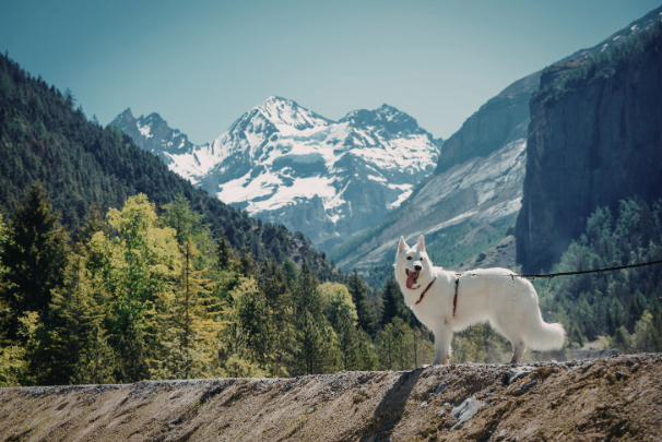 new husky image